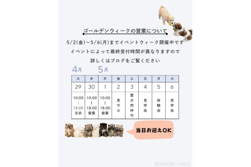 成約済の茨城県のチワプー:チワワ×トイプードル-372840の3枚目